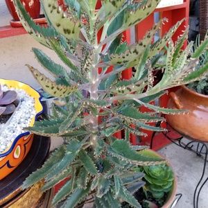 Meet your Posher, Evita